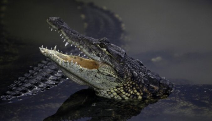 Likumsargi mājas pagrabā Sanktpēterburgā atrod krokodilu un 'kalašņikovus'