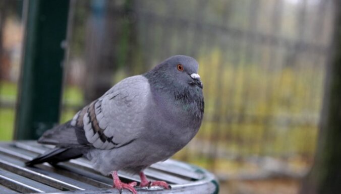 Бизнесмены в Пскове охотились на голубей ради пропитания