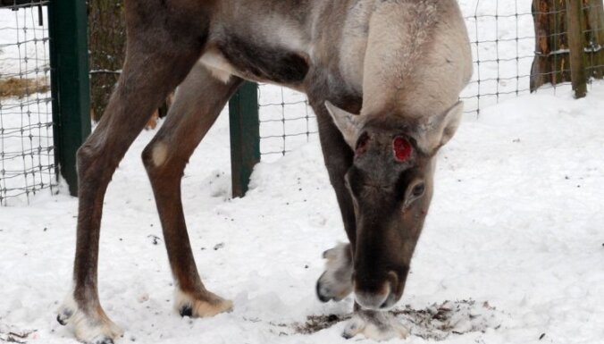Зоопарк: северный олень Лацис сбросил рога