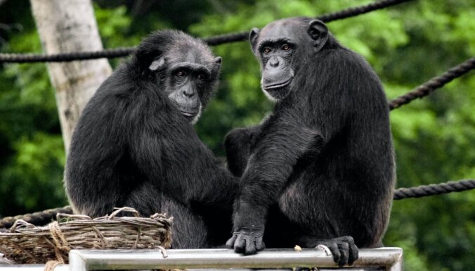 Kāpēc esam gudrāki par citiem primātiem? Pētījumā izzina cilvēka smadzeņu noslēpumu