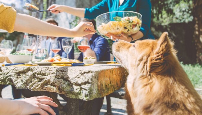 Jāņu mielasts mājas mīlulim: produkti no svētku galda, kurus sunim dot nevajadzētu