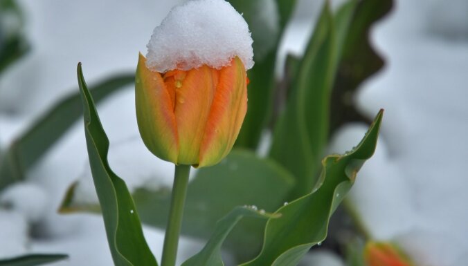 В ночь на 4 мая в некоторых местах Латвии образуется снежный покров