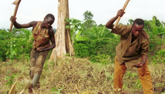 Foto: Kā Āfrikā strādā vergi, lai baltie varētu ēst šokolādi