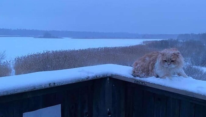 "Не все дома"? Хозяин оставил кота "в наказание" замерзать на башне для наблюдения за птицами