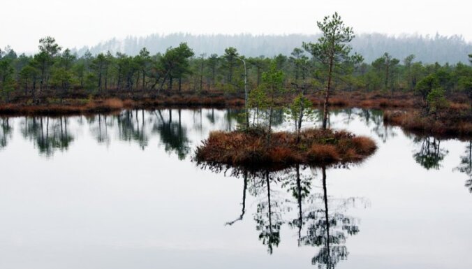 В гостях у собаки Баскервиллей. Топ-6 самых красивых болотных троп Латвии
