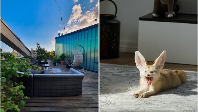 ФОТО. Необычное предложение на Airbnb: квартира в Таллине с пустынной лисичкой – феньком