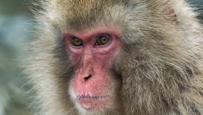 Japānā policija meklē agresīvu pērtiķi, kas uzbrucis jau 10 cilvēkiem