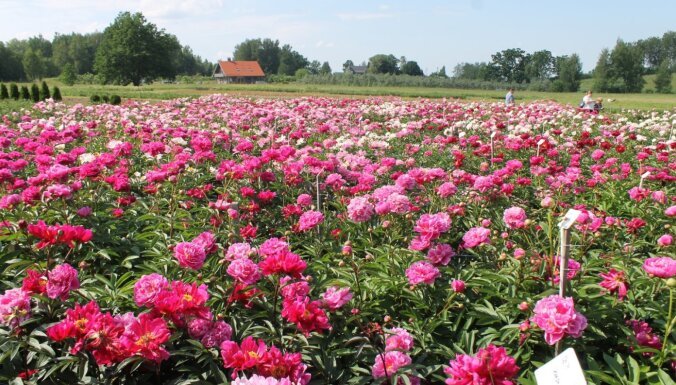 13 dārzi Latvijā, kur baudīt krāšņo peoniju ziedēšanu