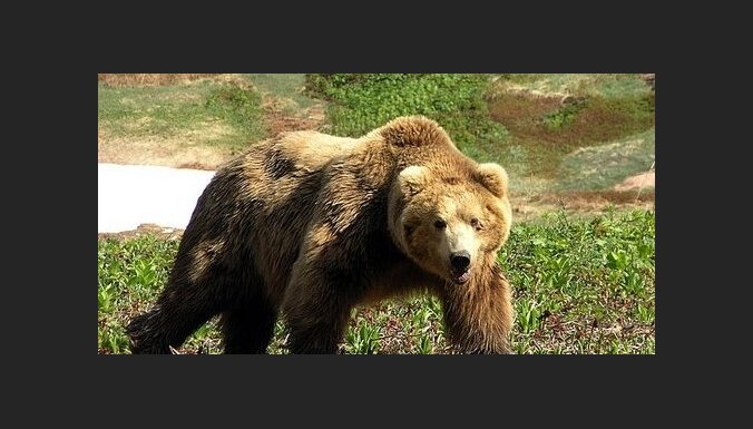В зоопарке Иваново убит медведь, напавший на девушку