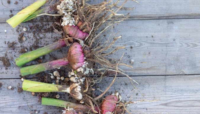 Lai nākamgad stipri ziedi: kā ziemā uzglabāt gladiolu sīpolus