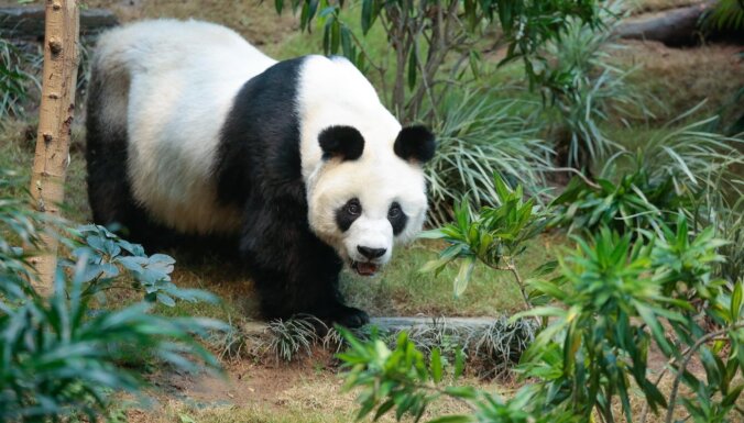 Honkongas zoodārzā miris pasaulē vecākais pandu tēviņš