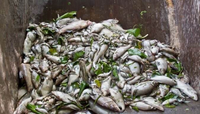 Rozā upe un mirušu zivju tonnas – pēdējo gadu vides katastrofas Latvijā