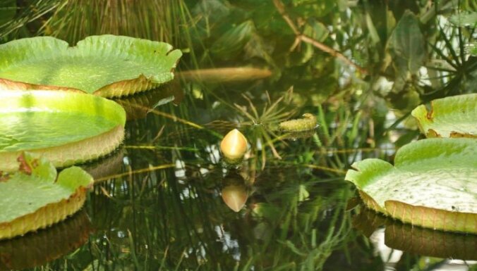 Foto: Botāniskajā dārzā uzziedējis dabas brīnums – Krusa viktorija; augu piemeklē ķibele