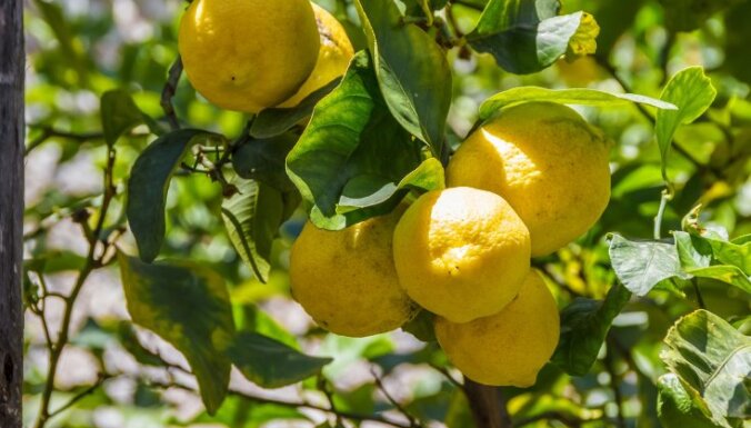 Veselības auglis citrons: kāpēc tas ieteicams un kā to pareizi lietot