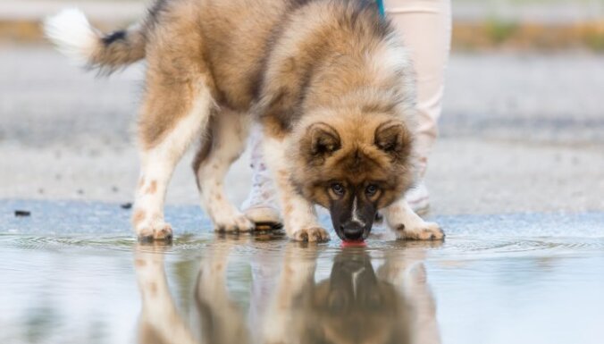 Актуальный вопрос для владельцев собак: где в Латвии можно купаться с животными?