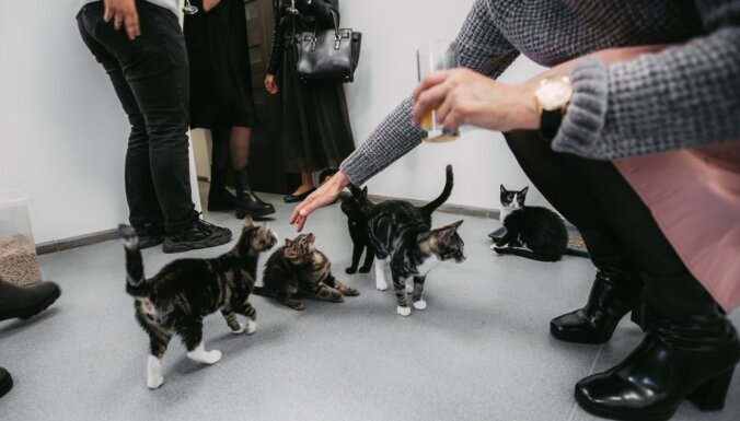 Foto: Pārdaugavā atklāts palīdzības centrs kaķiem 'Kaķa sirds'