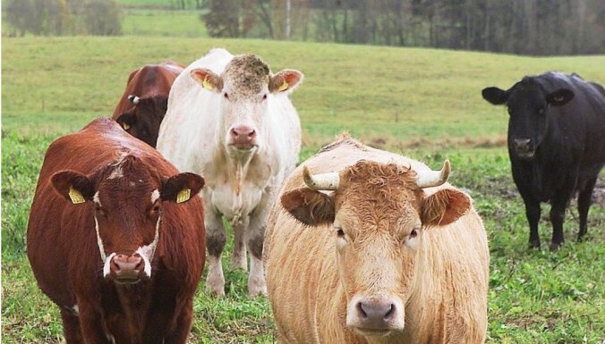 Piensaimniecības nozare krīzes priekšā: lai uzturētu govis, izzāģē mežu