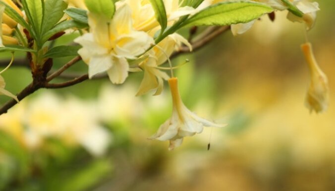 LU Botāniskajā dārzā izplaukuši rododendri