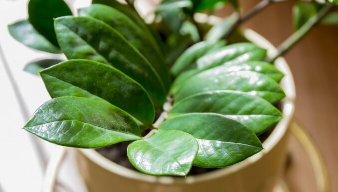 10 самых простых в выращивании комнатных растений