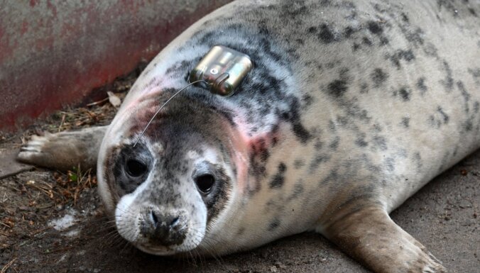 Тюлененка из Рижского зоопарка выпустят на волю со спутниковым датчиком