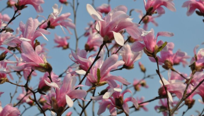 Nacionālajā botāniskajā dārzā plaukst magnolijas un notiks pirmais stādu gadatirgus