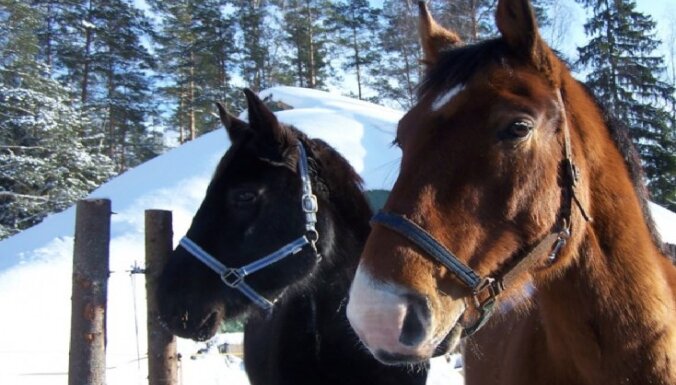 PVD просит отозваться владельцев конюшен, чтобы разместить лошадей с Украины
