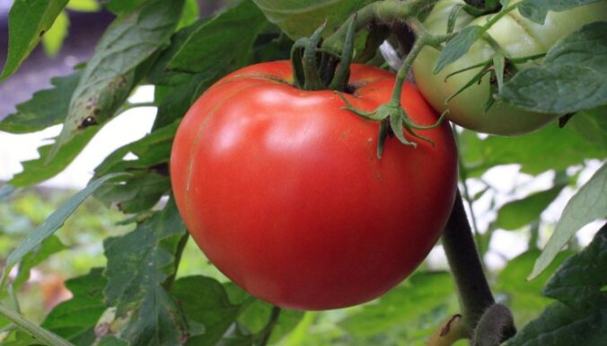 Теория "большого взрыва": почему лопаются помидоры-гиганты