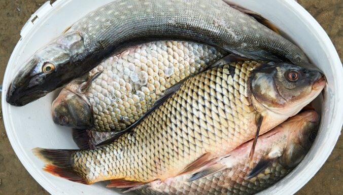 Vasaras svelmē zivjaudzētavās bojā gājušas 65 tonnas zivju; kompensēs 260 000 eiro