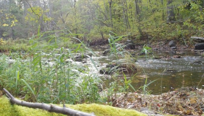 Ķirbižu meža taka ar dižozolu un burbuļojošu upīti, kur barons reiz gājis vīnu dzert