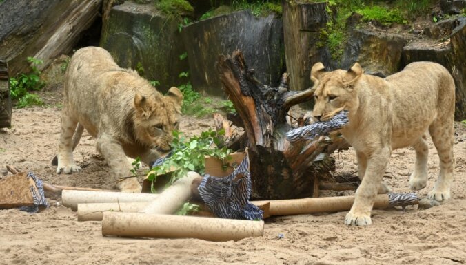 Солидный юбилей: 14 октября Рижскому зоопарку исполняется 110 лет