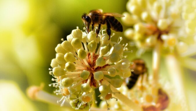 Atpazīst sejas un jūt emocijas: mazzināmi fakti par bitēm