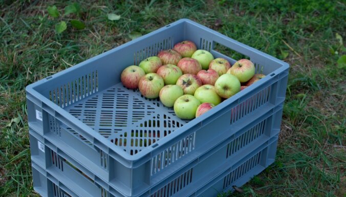 Ko darīt, lai novāktie āboli un bumbieri labi glabātos