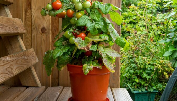 Raža uz terases vai balkona: kā lolot tomātus podiņos