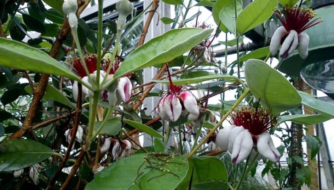Nacionālajā botāniskajā dārzā gatavojas spāru svētkiem, plaukst filodendri un zied feihoja