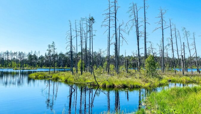 По следам собаки Баскервиллей: ТОП-6 самых красивых болотных троп Латвии
