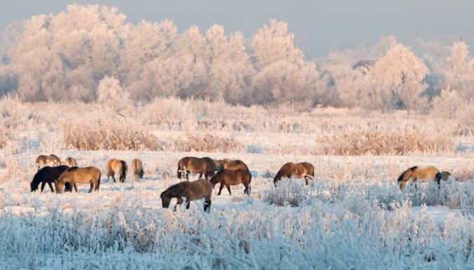 Jelgava aicina: ziemas pirts, zvanu muzejs un savvaļas zirgi