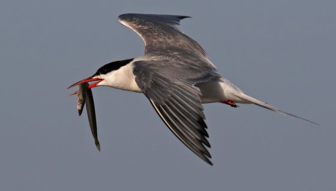 Для охраны исчезающих птиц на три месяца закрыто для посетителей устье Гауи