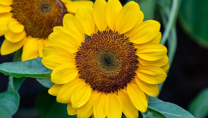 Pašai savs saules dārzs: kādas saulespuķes audzēt šosezon