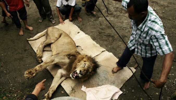 Fotoreportāža: Indonēzijā no krātiņa izbēdzis lauva nogalinājis kamieli
