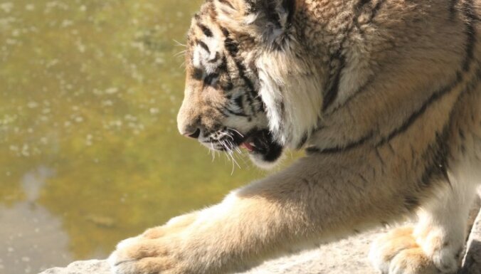 Klifs Grants, tīģerēns, Rīgas Zoo, Rīgas zoodārzs