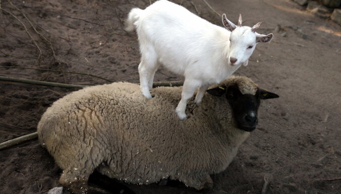 В 50 км от латвийской границы констатирована вспышка оспы коз и овец, предупреждают об опасном мясе