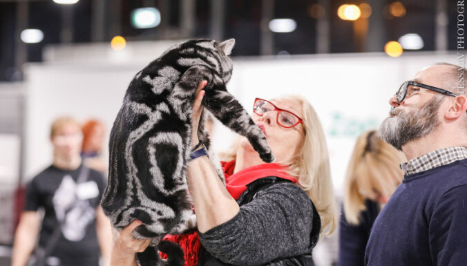 Starptautiskā kaķu izstādē Rīgā noskaidroti labākie peļu junkuri