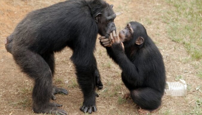 ASV tiesa lemj, vai šimpanzes atzīstamas par 'personām'