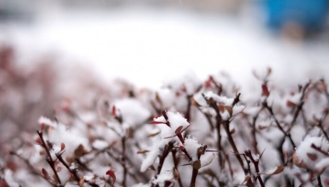 Kas jāzina par sniega un apledojuma tīrīšanu dārzā?