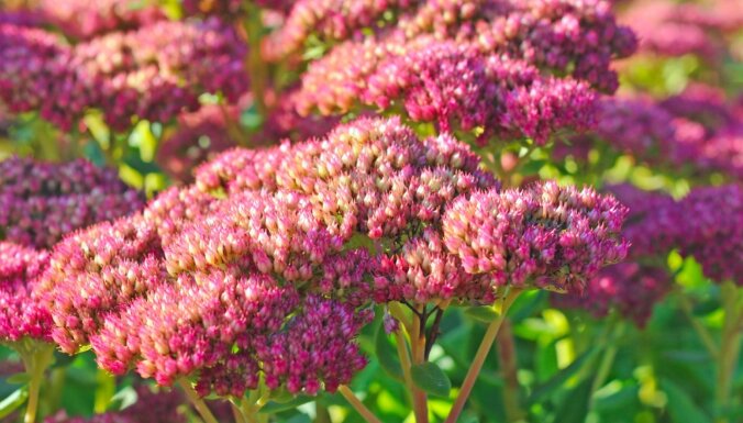 Осень не за горами: 10 осенних цветов, которые сделают ваш сад нарядным