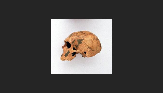 Neandertālieša galvaskauss