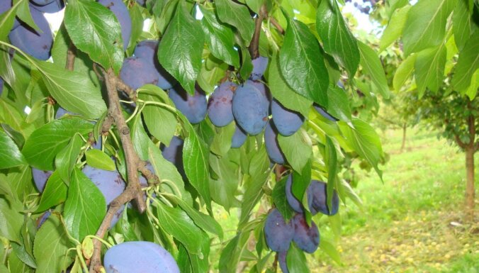 Radīts Ukrainā, piemērots Latvijai: dārzkopju iecienītas un novērtētas augļukoku un ogulāju šķirnes