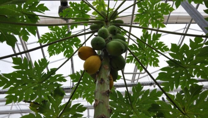 Citroni, ziedošas magnolijas un agaves – mūžīgā vasara Salaspils oranžērijā