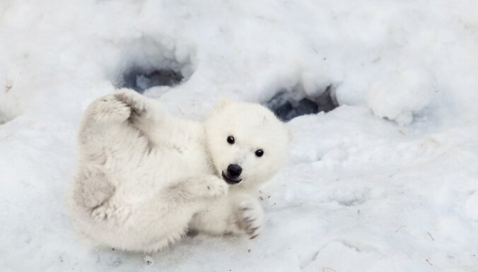Skarbās Arktikas 'karaļi' – polārlāči