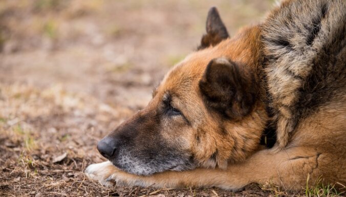 'Dāvāsim siltumu opīšu sirsniņām': palīdzi suņiem – senioriem pārdzīvot ziemu